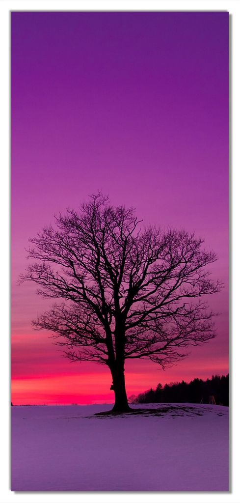 Wallario selbstklebende Türtapete 93 x 205 cm mit Schutzlaminat - Baum am Abend
