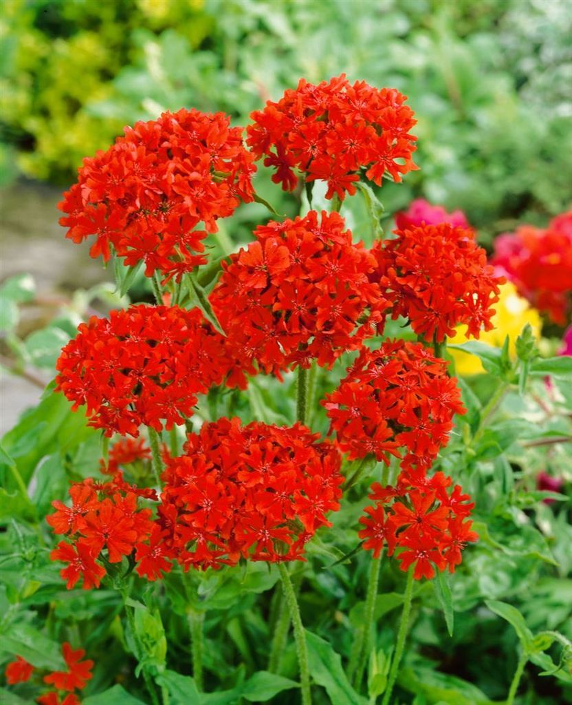 Lychnis chalcedonica, Burning Love, jasnoczerwona, doniczka Zdjęcie produktu 