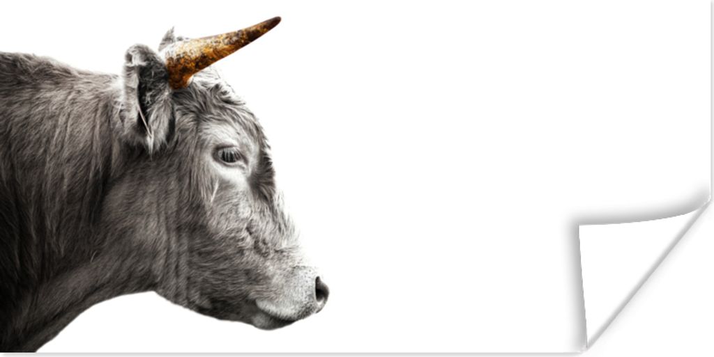 MuchoWow Poster Schottischer Highlander - Kuh - Gold 160x80 cm - Foto Poster