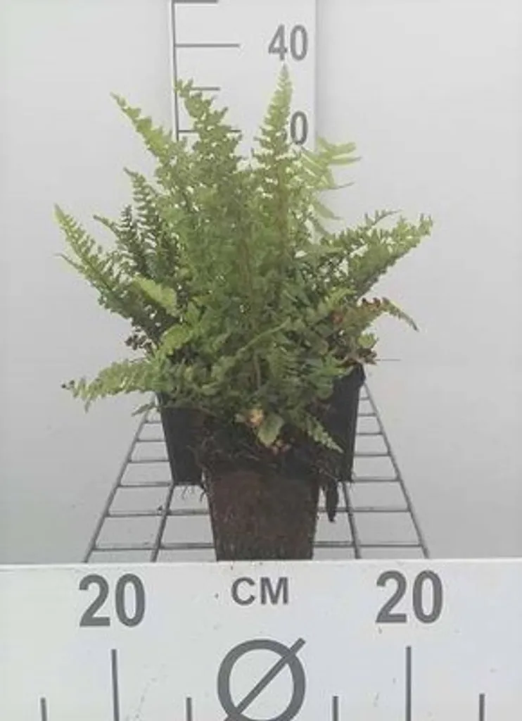 Dryopteris Pinderi Fougère d'ombre facile - 6 plantes en pots 9x9 cm