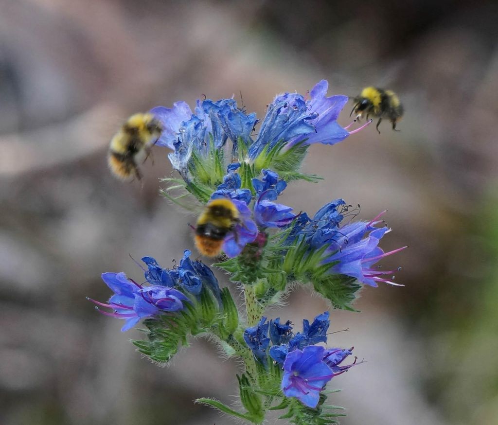 200 Samen Natternkopf (Echium vulgare) – Wildpflanze, Produktbild 