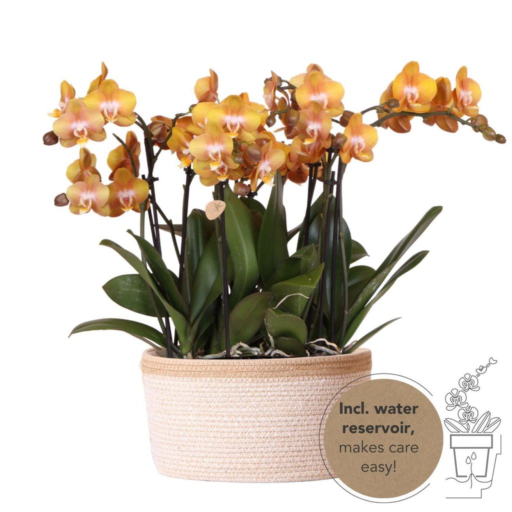 Sada oranžových orchidejí Kolibri Orchids v bavlněném Obrázek produktu 