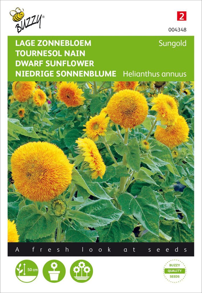 Niedrige Sonnenblume Sungold | Sonnenblumensamen von Buzzy Seeds
