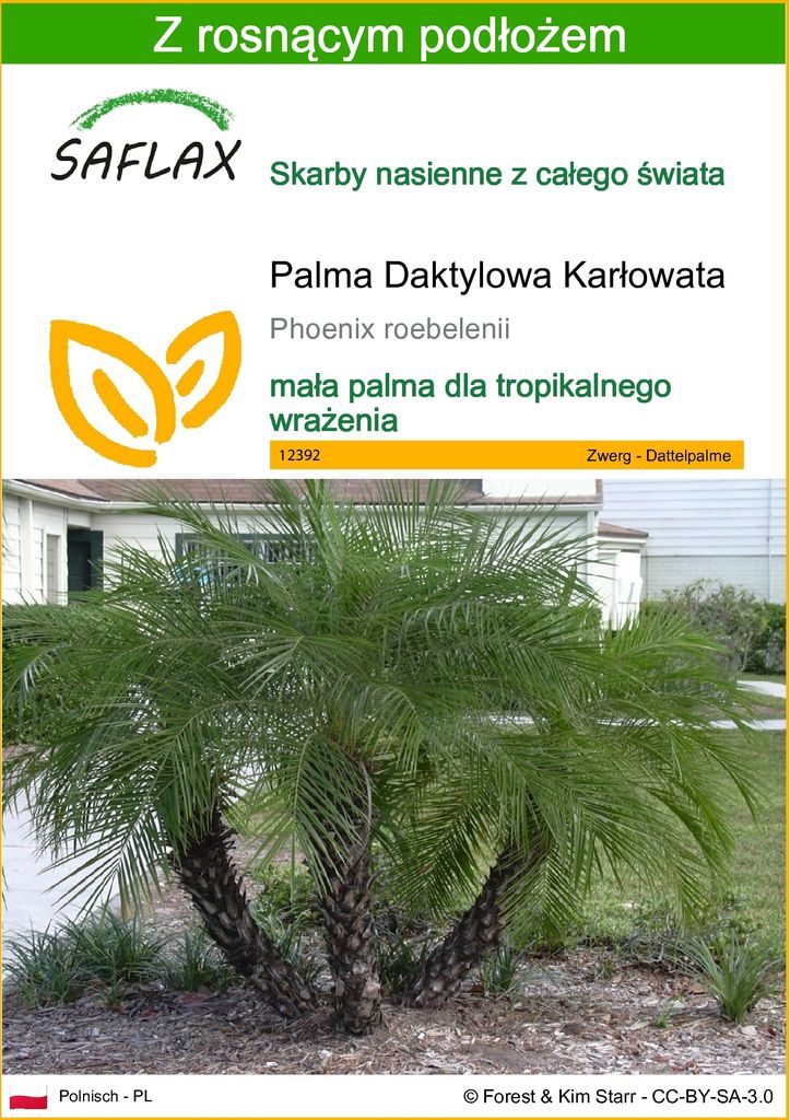 SAFLAX - Palma Daktylowa Karłowata - 25 Nasiona - Z Zdjęcie produktu 