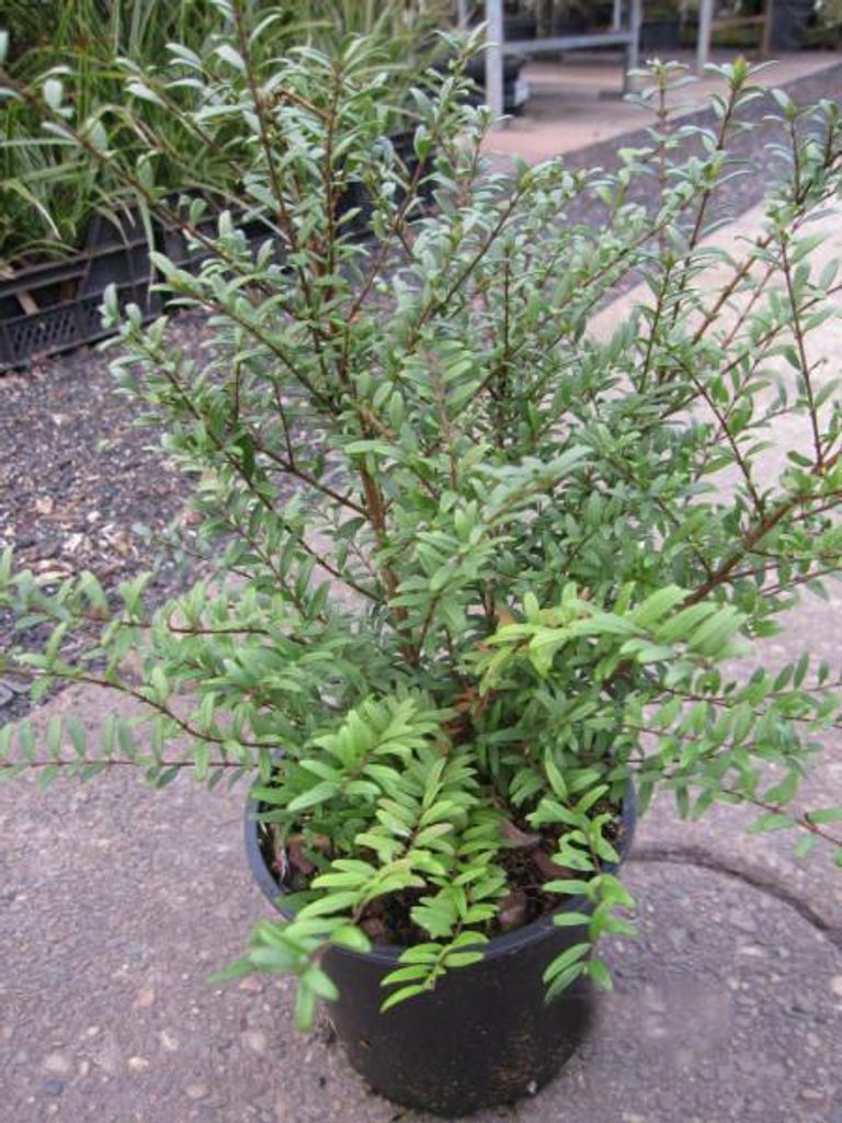 Zwergmyrte Tiny Green - Lonicera nitida Tiny Green 25-30