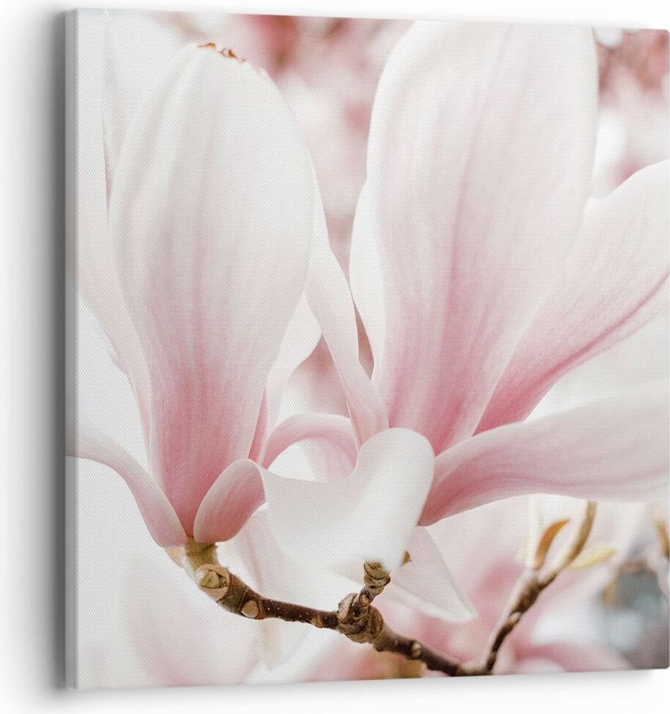 Bild auf Leinwand - Leinwandbild - Einteilig - Zweig Magnolie Blume - 40x40cm - Wand Bild - Wanddeko - Wandbilder - Leinwanddruck - Bilder - Wandde...