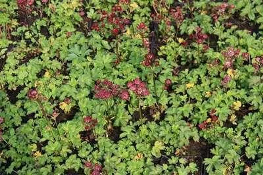 Astrantia major Moulin Rouge - Lot de 6 Astrances en Pot de 9x9 cm
