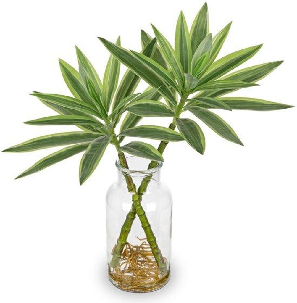 Unyqoos Kunstpflanze Dracaena in Glasvase, 36 cm – Pflegeleichte Deko für Wohnzimmer, Büro und mehr