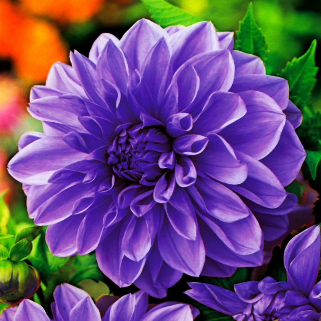 Dahlie Knolle Sommerblumen Herbstblumen Dekorative Dahlie Niebieska Blue 1 St.