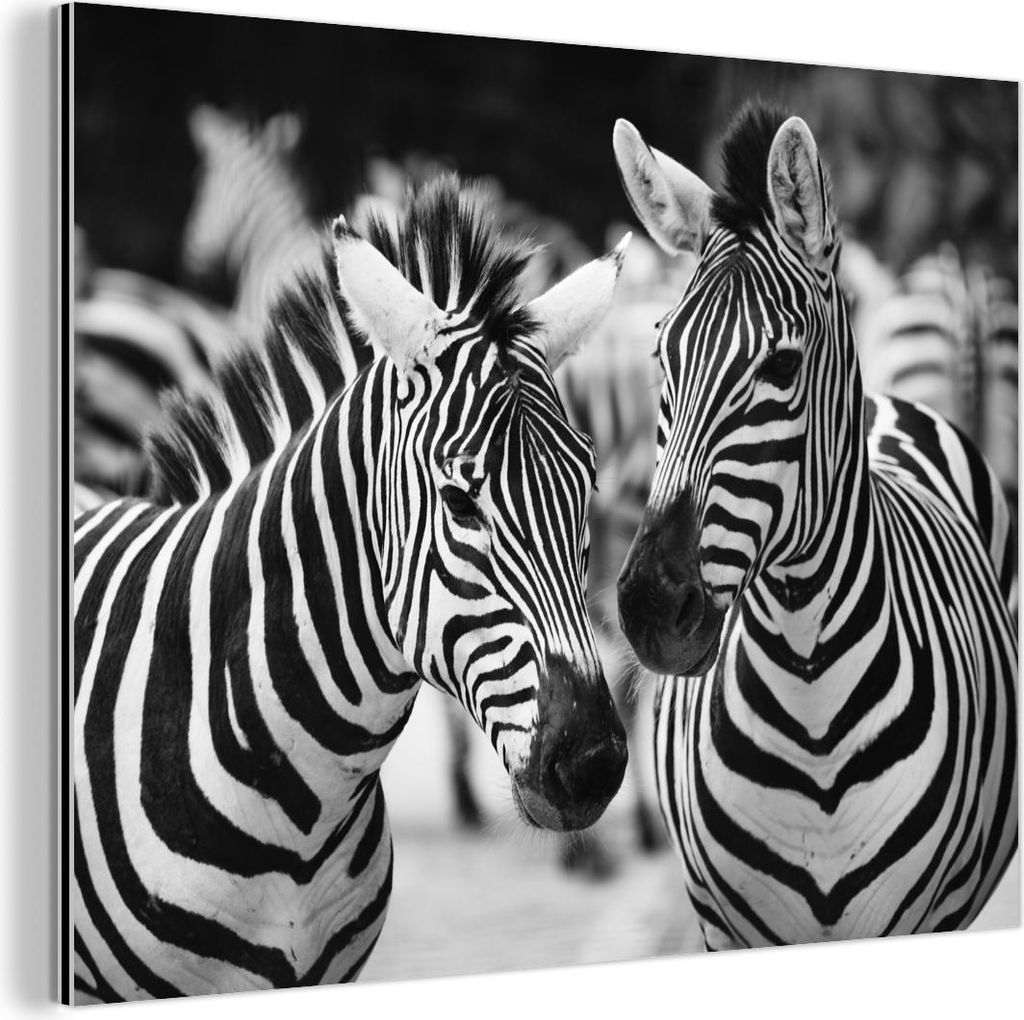MuchoWow Wanddekoration Metall Metallbild Wandkunst 80x60 cm Zebra schwarz und weiß MuchoWow Aluminium Gemälde - Alubild
