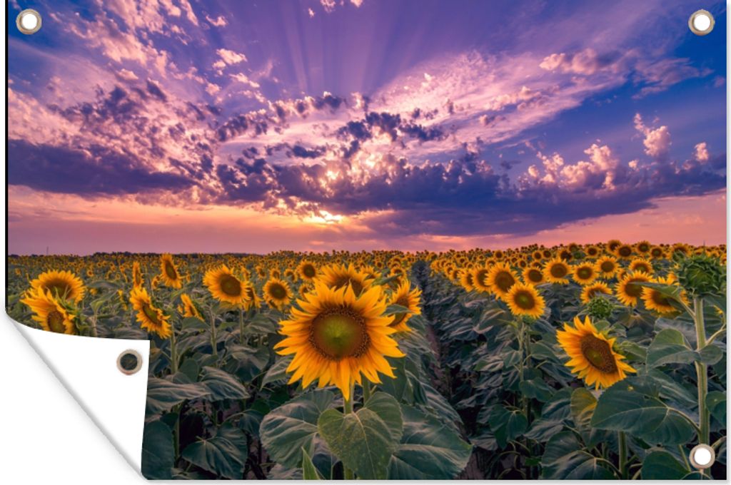 MuchoWow 90x60 cm Outdoor-Poster Gartendeko Sichtschutz Garten Poster für den Garten Blumen - Himmel - Lila - Sonnenuntergang