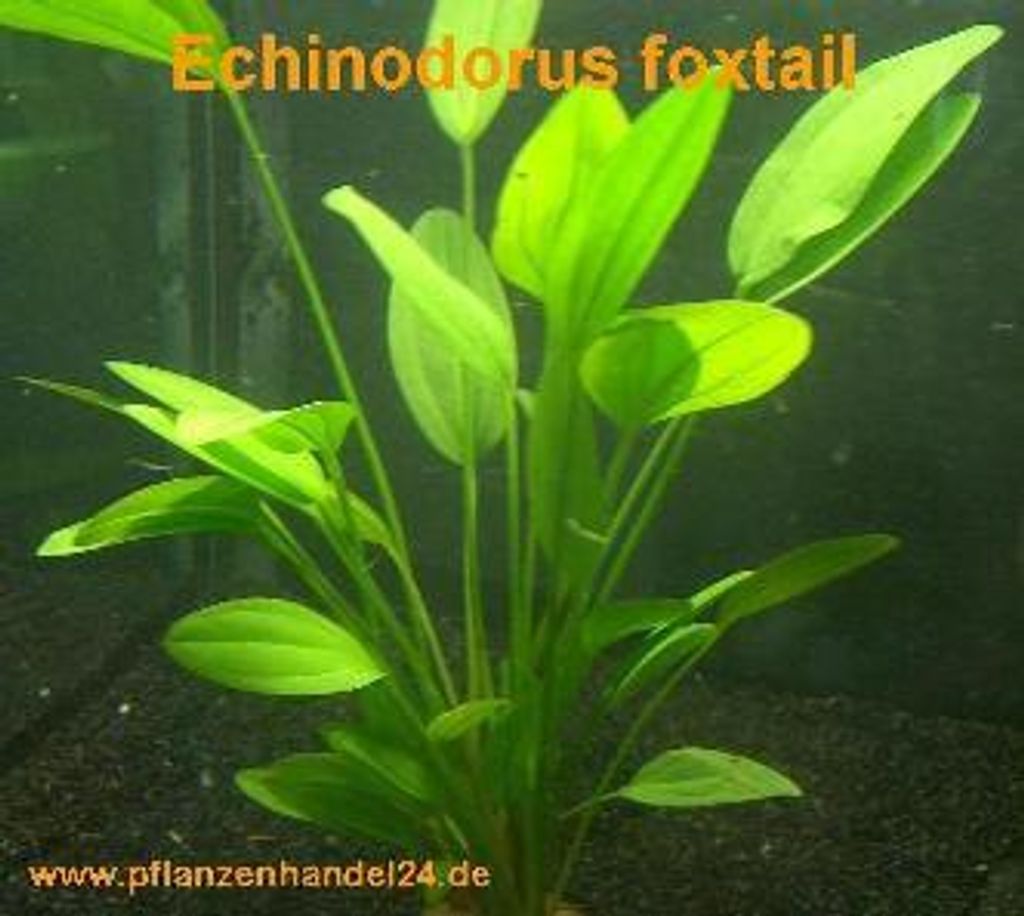 3 Töpfe Echinodorus Foxtail, Wasserpflanze