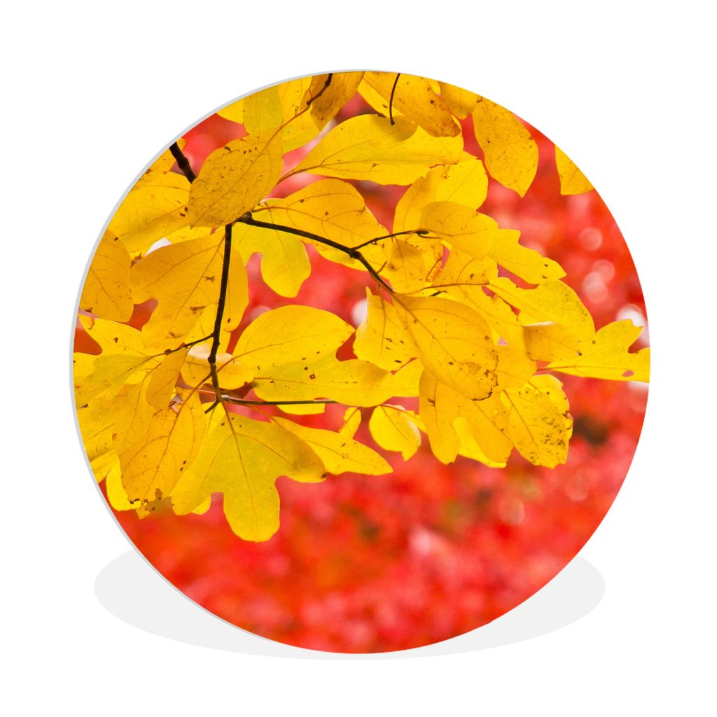 MuchoWow Rundes Wandbild - Runde Bilder Leuchtend gelbe Blätter des Sassafrasbaums im Herbst Ø 60 cm Kreis Wanddekoration Kunststoff - Wandkrei...