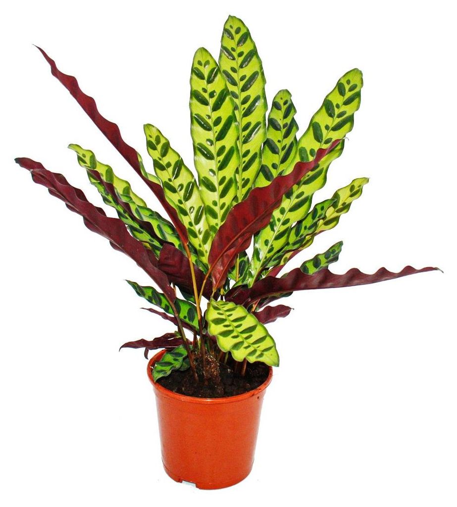 Schattenpflanze mit ungewöhnlichem Blattmuster – Calathea Produktbild 