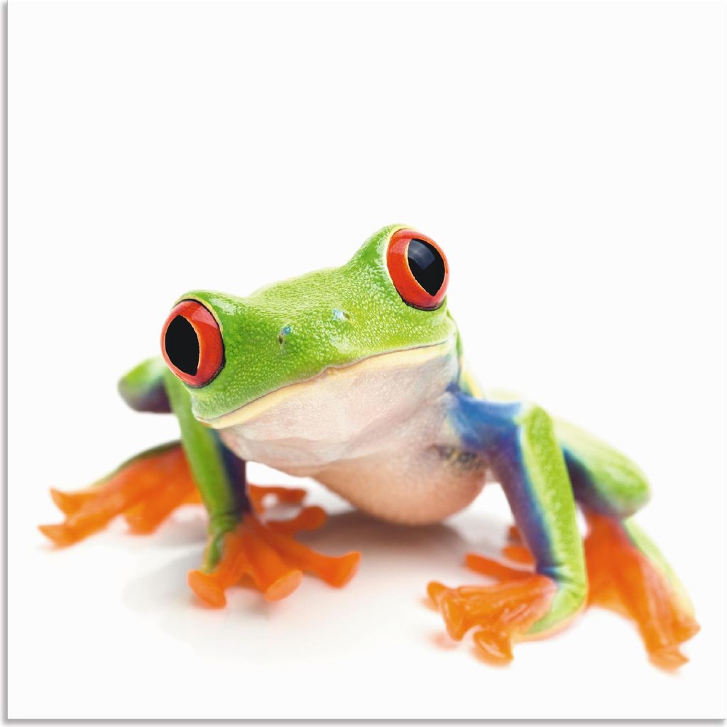 ARTland Wandbild Alu für Innen & Outdoor Großaufnahme eines Frosches vor weiß Größe: 50x50 cm