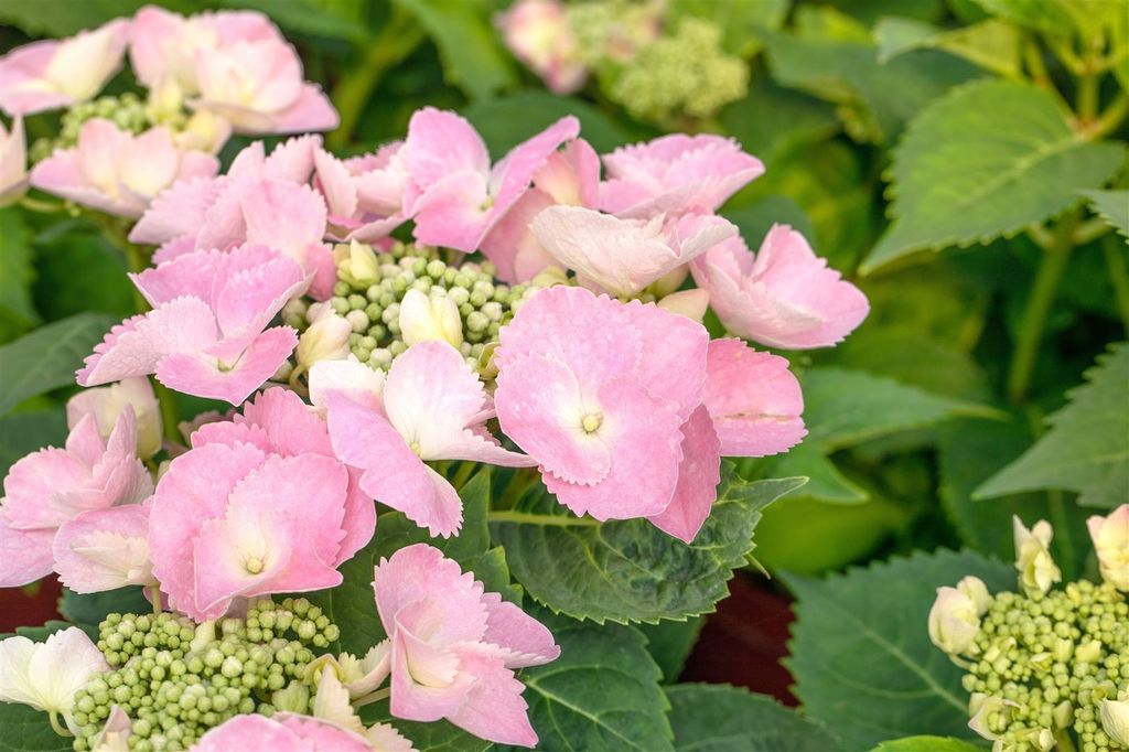 Hydrangea macrophylla 'Frisbee Pink', Hortensie, rosa, 50–60 cm
