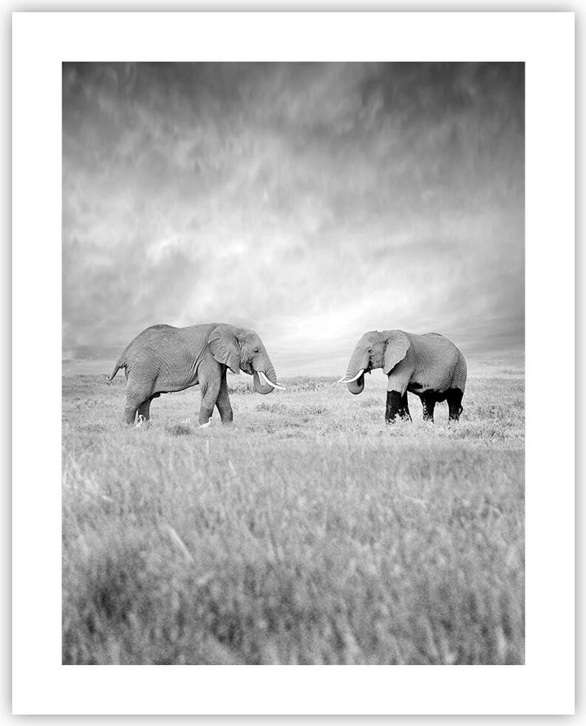 Poster - Poster ohne Rahmen - Elefanten Schwarzweiß Safari - 40x50 cm - Wand Bild - Wanddeko - Wandbilder - Kunstposter - Wandposter - Bilder - Ku...