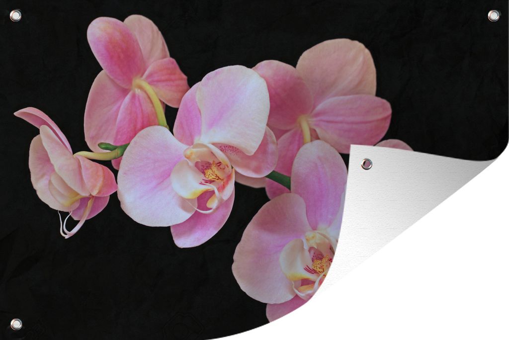 MuchoWow 60x40 cm Outdoor-Poster Gartendeko Sichtschutz Garten Poster für den Garten Eine Nahaufnahme von rosa Orchideen auf einem schwarzen Hi...