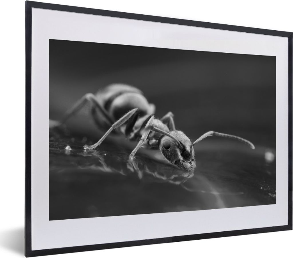 MuchoWow Gerahmtes Poster Trinkende Ameise - schwarz und weiß 40x30 cm - Poster mit Schwarzem Bilderrahmen Wandposter Rahmen Foto Bilder - Bilde...