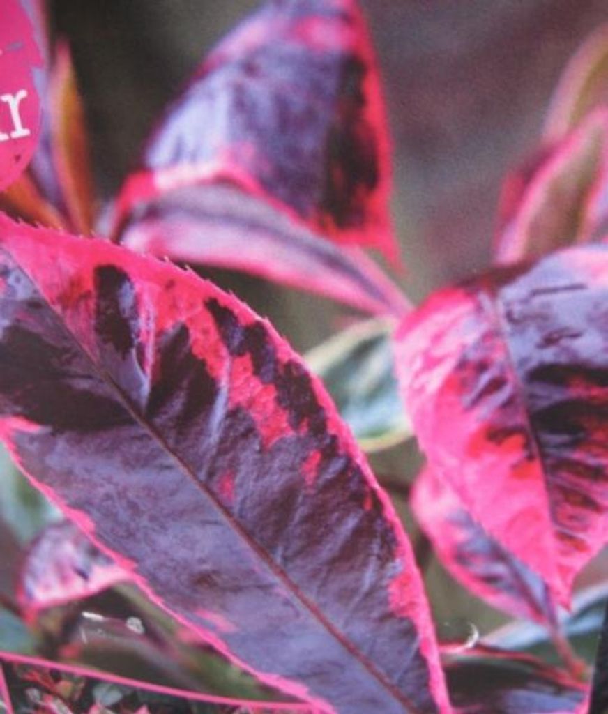 Glanzmispel Louise - Photinia fraseri - 30-40cm