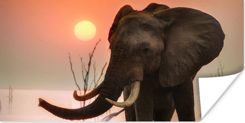 MuchoWow Poster Elefant bei Sonnenuntergang 80x40 cm - Wanddeko