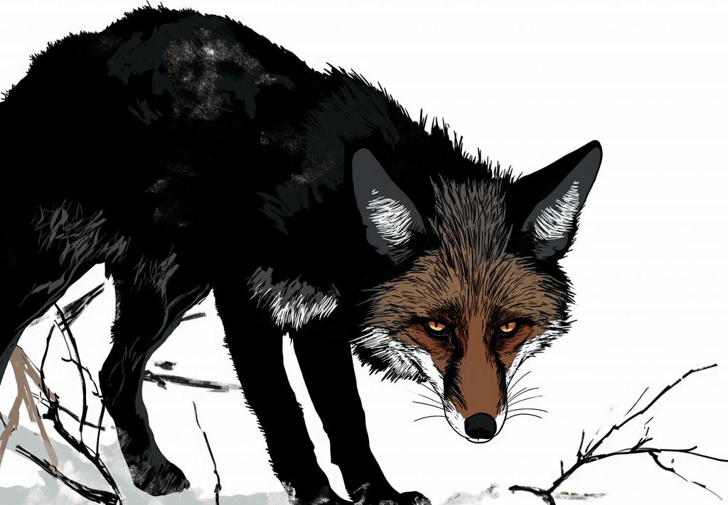 Plakat 84x59,5cm Misstrauischer Fuchs
