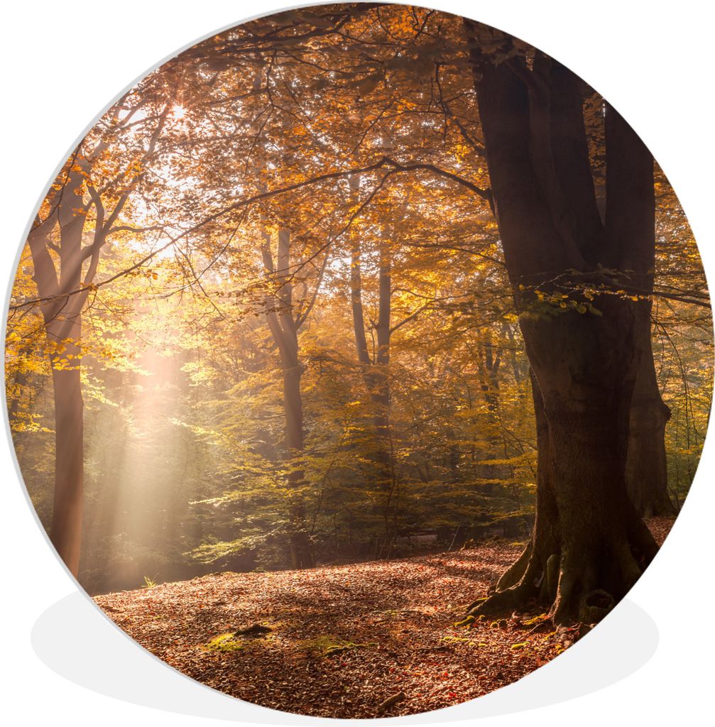 MuchoWow Rundes Wandbild - Runde Bilder Herbst - Licht - Wald Ø 90 cm Kreis Wanddekoration Kunststoff - Wandkreis - Wandschmuck - Wand-Kreis - W...