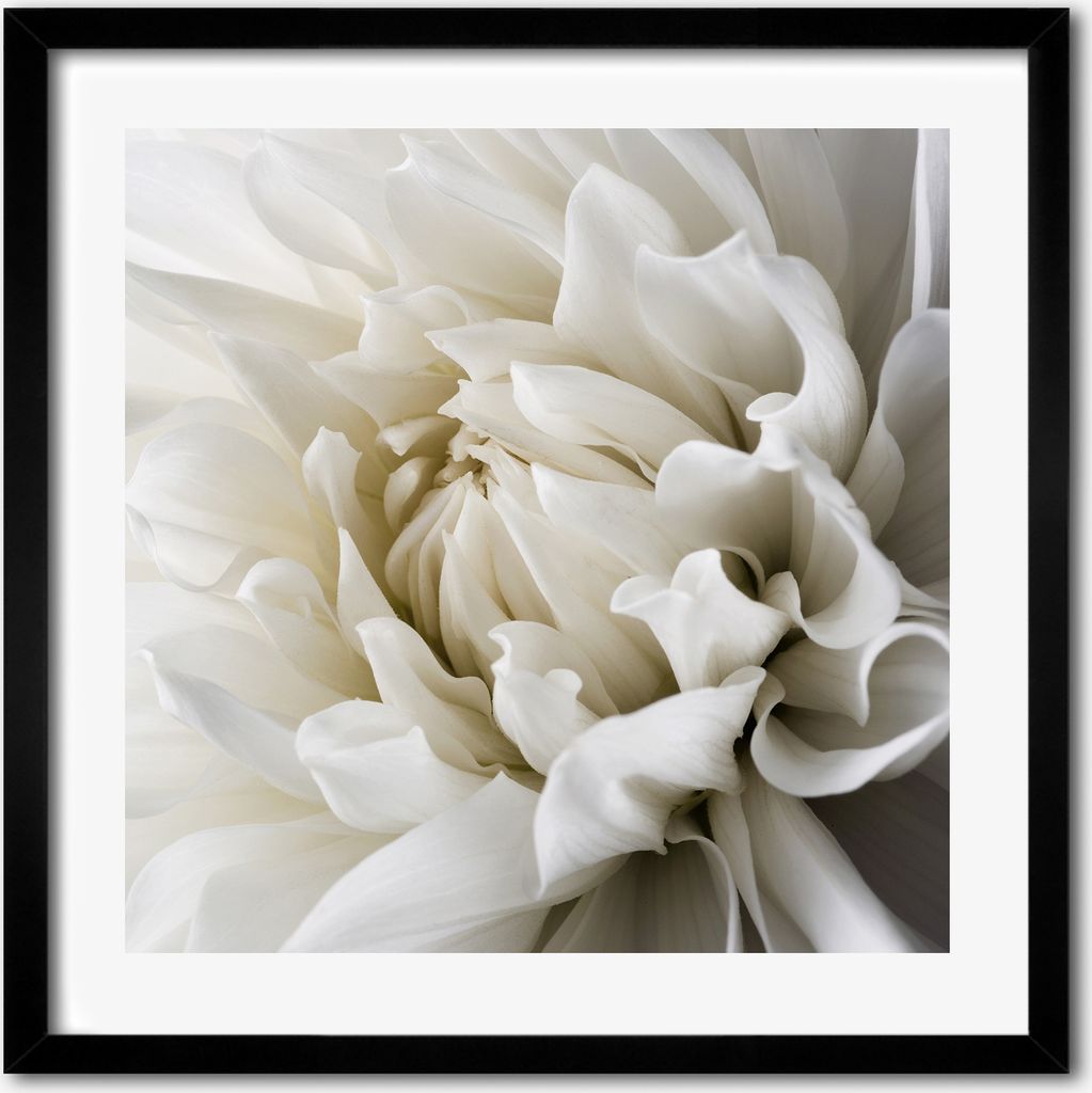 Bild - 50 cm x 50 cm - MDF - Rahmen, Wandkunst - Weiße Dahlie