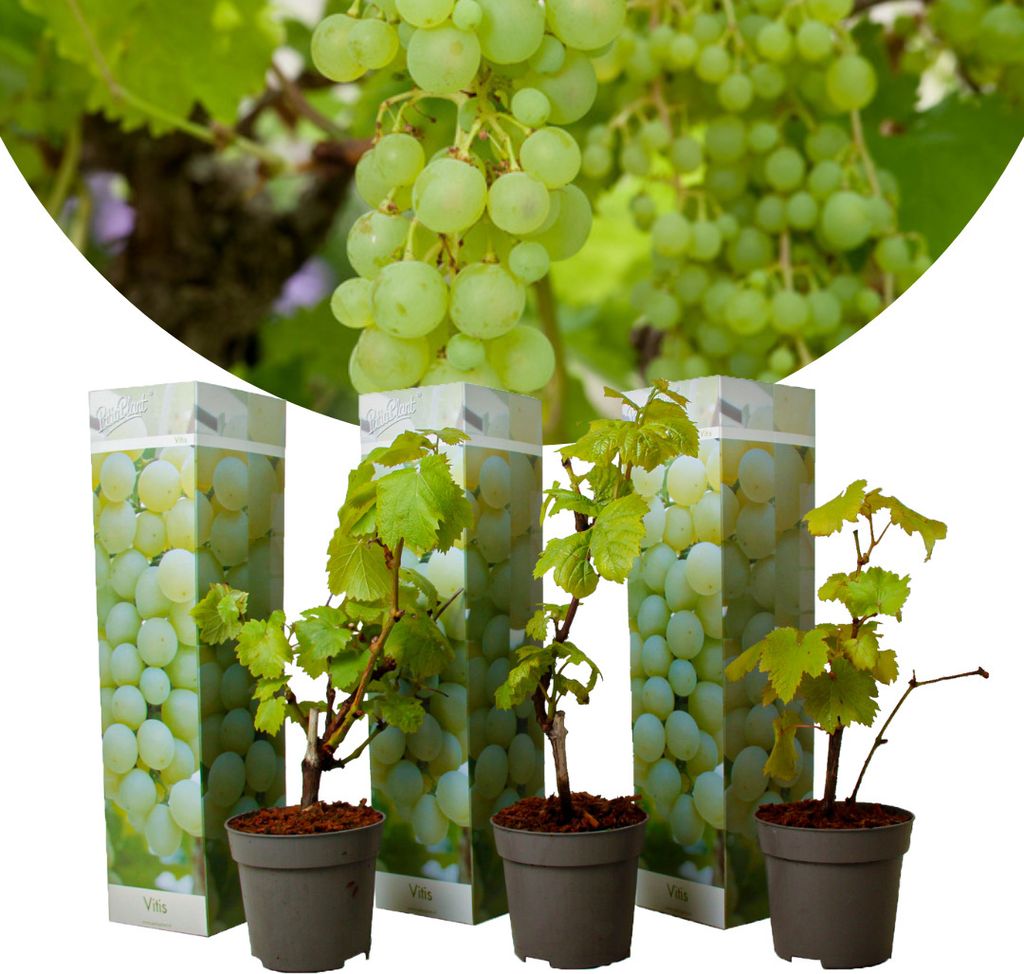Three potted grapevines are displayed in front of decorative packaging featuring images of grapes.