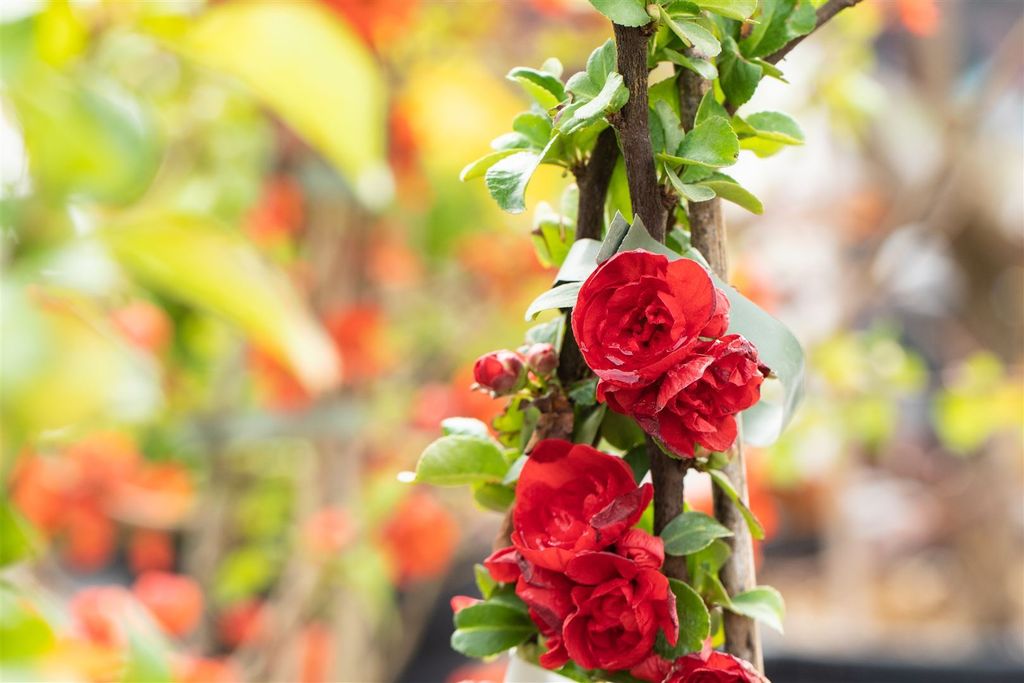 Chaenomeles 'Scarlet Storm', Zierquitte, leuchtend rot, 40–60 cm