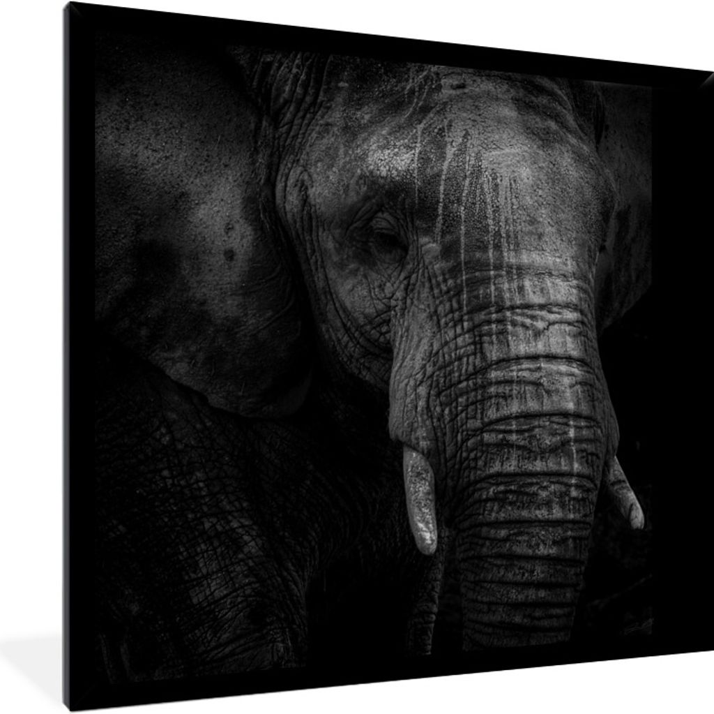 MuchoWow Gerahmtes Poster Elefant - Tier - Porträt 40x40 cm - Poster mit Schwarzem Bilderrahmen Wandposter Rahmen Foto Bilder - Mit Rahmen - Wan...