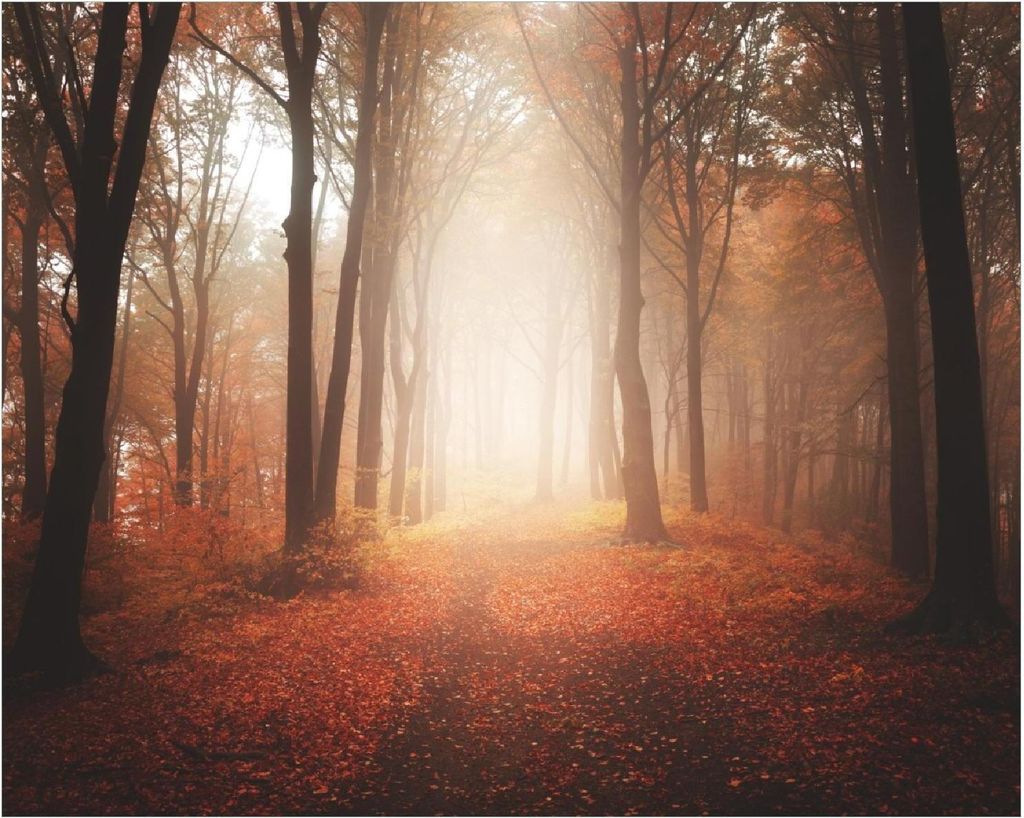 Wallario Poster - Herbstwald - Weg zu einer Lichtung im Wald, Kunstdruck Größe: 40 x 50 cm