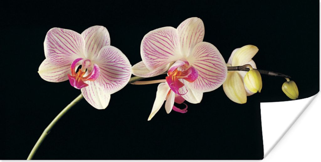 MuchoWow Poster Orchidee - Blumen - Schwarz - Rosa - Knöpfe 120x60 cm - Bild
