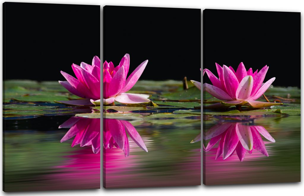 Leinwandbild 3-teilig (120x80cm): Wasser-Rosen See-Rosen pink rosa lila und grün im Teich, echter Holz-Keilrahmen inkl. Aufhänger, handgefertigt ...