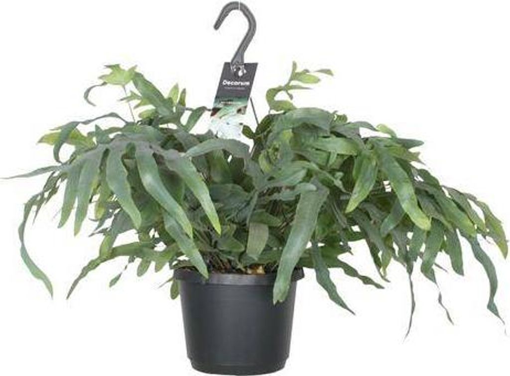 Tüpfelfarn Phlebodium Aureum Blue Star Zimmerpflanze Ø17cm 50cm pflegeleicht