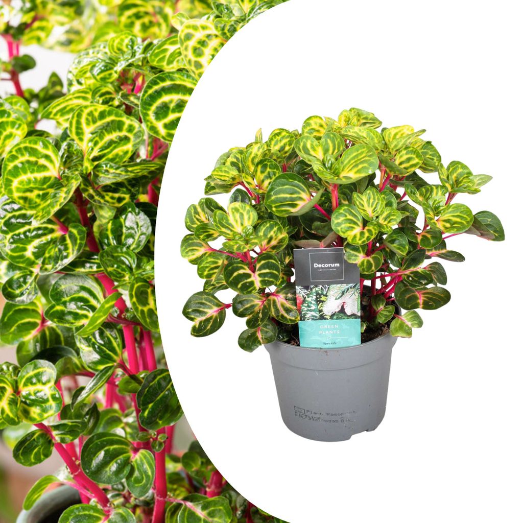 Plant in a Box - Iresine Herbstii ‘Yellow‘ - | Kaufland.de