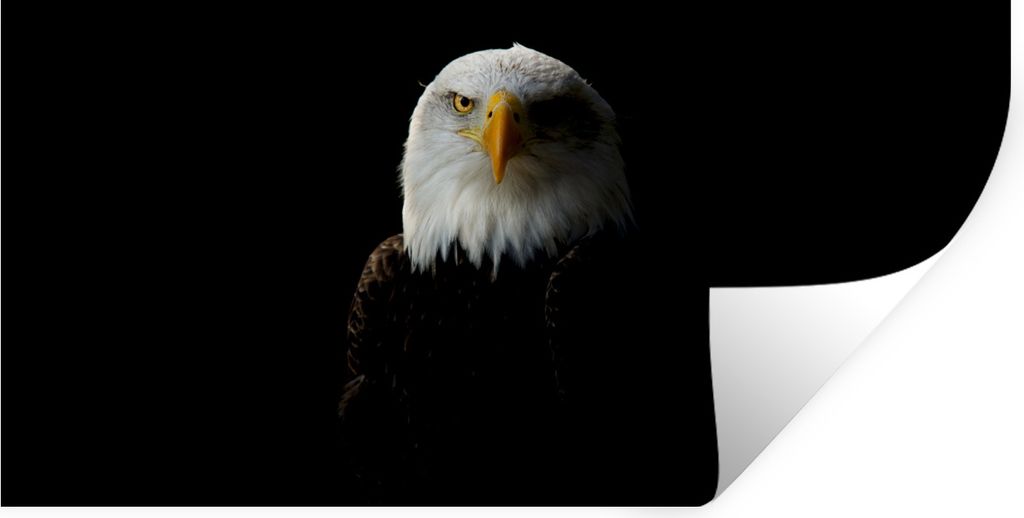 MuchoWow Wandtattoo Wandsticker Wandaufkleber Adler - Vogel - Schwarz 120x60 cm Selbstklebend und Repositionierbar - Sticker - Dekorfolie