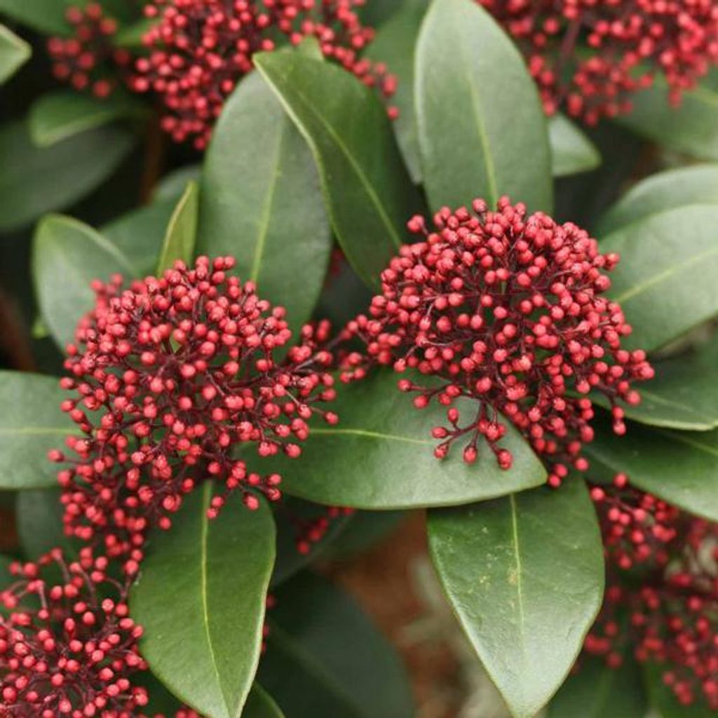 2 x japonsky kvitnúca skimmia - Skimmia japonica 'Rubella' Obrázok produktu 