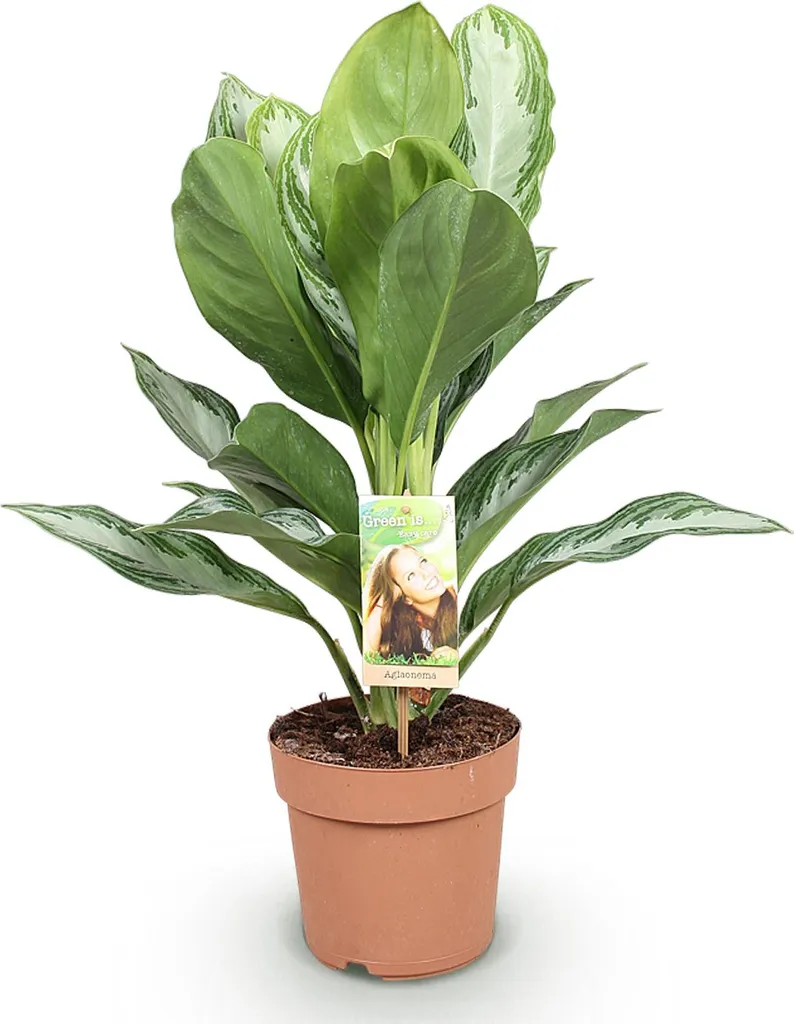 Pianta Aglaonema Silver Bay 70-75cm: Arredamento Verde per Ufficio