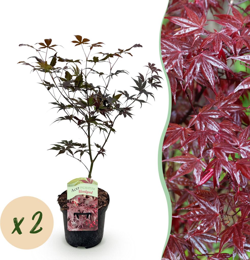Terrassenpflanze - Japanischer Ahorn - Acer palmatum Sangokaku - Grün - 2 Pflanzen - Laubabwerfend - 60-70cm - Ø25cm - Gartenpflanze