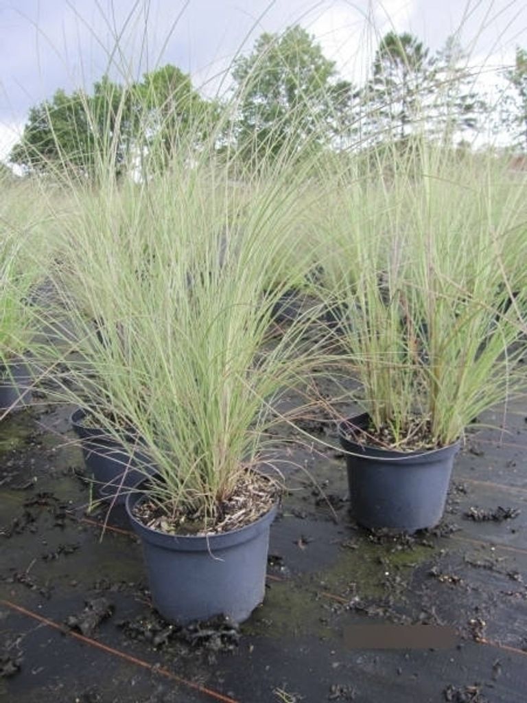 Chinaschilf Morning Light - Miscanthus sinensis Morning Light