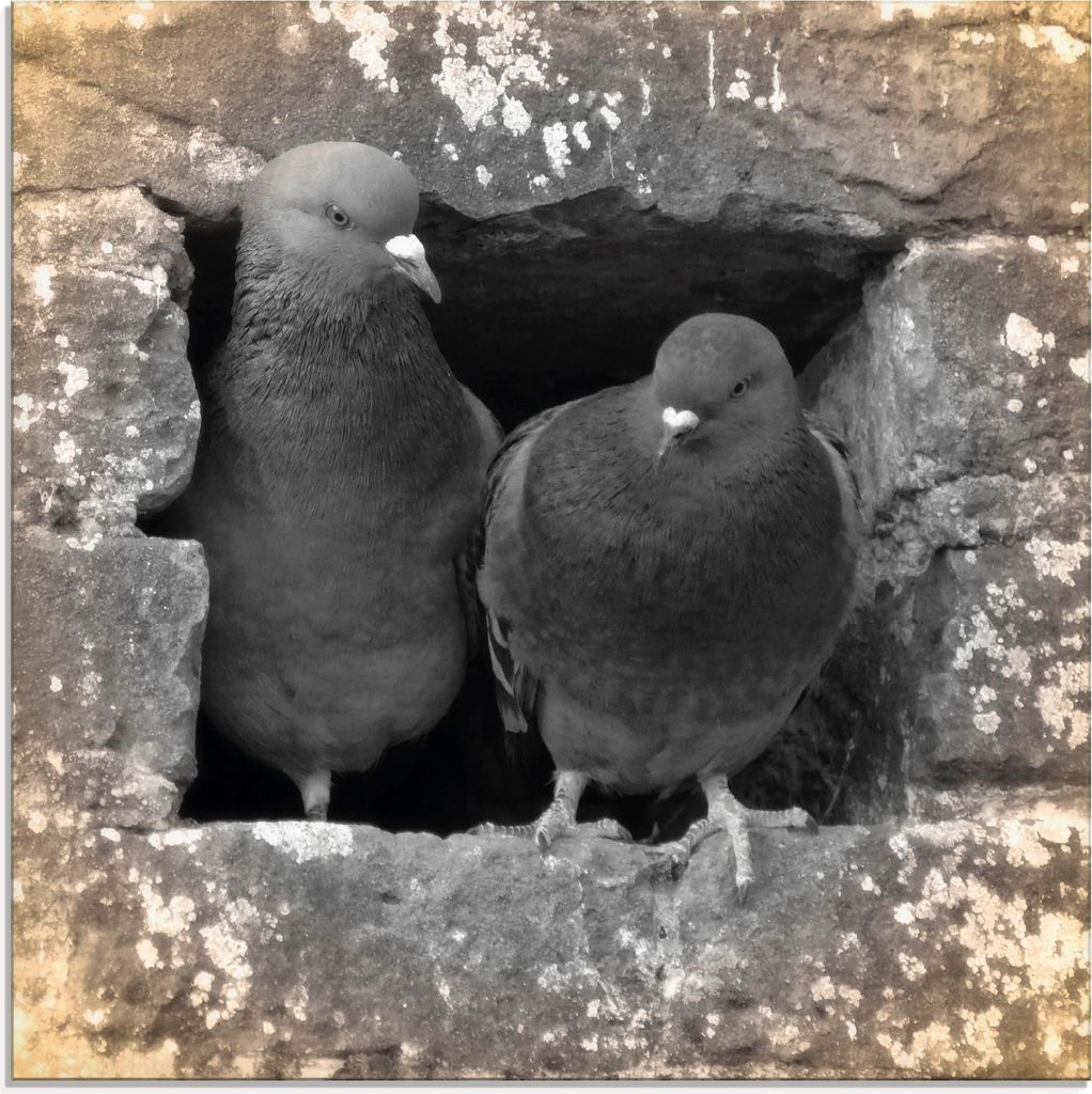 ARTland Glasbild Tauben Liebe Größe: 40x40 cm