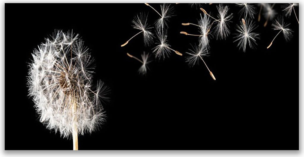 Glasbilder 140x70 Wandbild Druck auf Glas Pusteblume Pflanzen