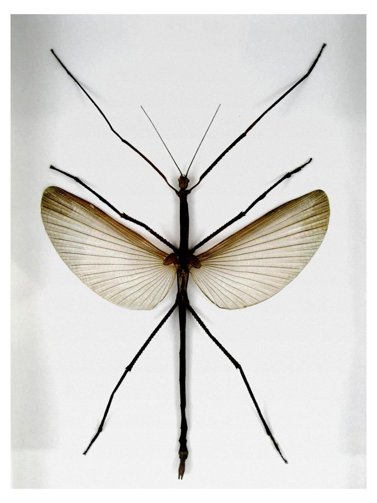 Echte präparierte Insekten, Cicaden und Krabbler im Holzschaukasten hinter Glas