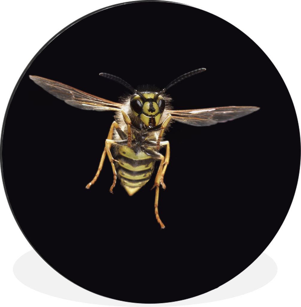 MuchoWow Aluminium Wandkreis Wespe - Insekten - Porträt Ø 30 cm Wanddeko Modern Wohnzimmer