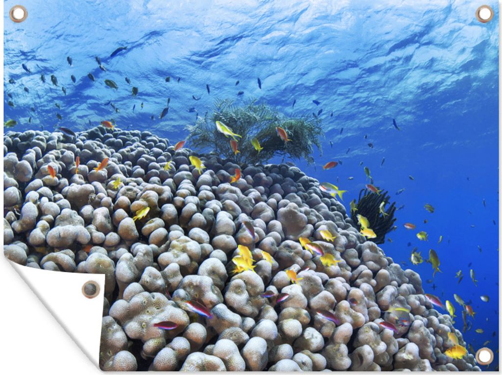 MuchoWow 80x60 cm Outdoor-Poster Gartendeko Sichtschutz Garten Poster für den Garten Unterwasser-Riff mit Fischen