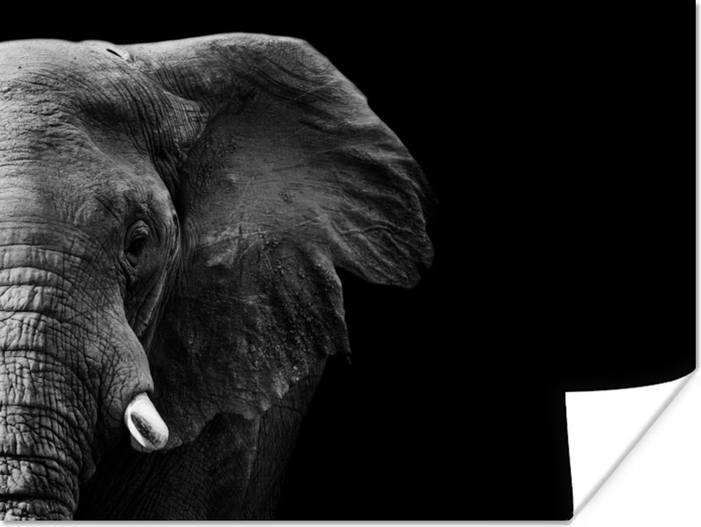 MuchoWow Poster Tiere - Elefant - Wild - Schwarz - Weiß 40x30 cm - Plakate für die Wände - Poster Wohnzimmer