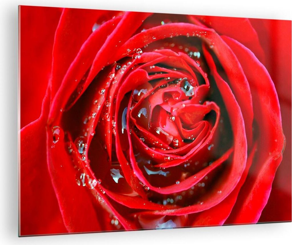 Bilder auf glas - Rose Blume Blütenblätter Tau - 70x50cm - Glasbilder - Wandbilder - Kunstdruck - zum Aufhängen bereit - Wanddekoration aus Glas...