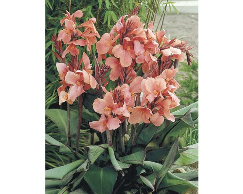 Indisches Blumenrohr- Canna Winterhart,Zierblumen,Indisches Blumenrohr