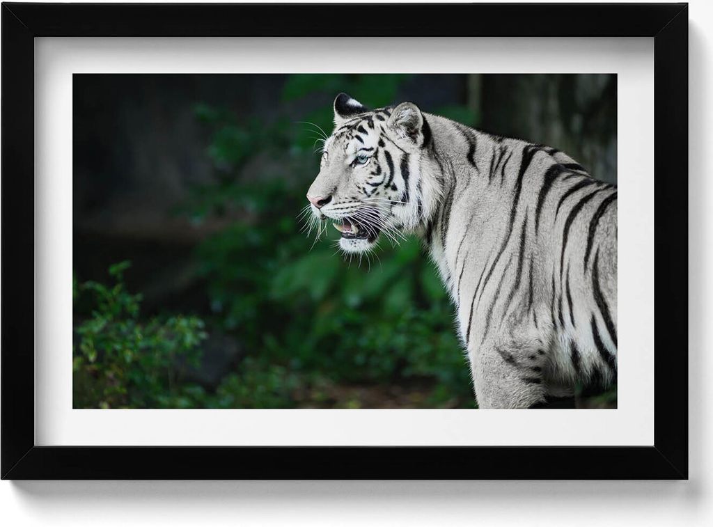 Weißer Tiger im Dschungel– Wandbild mit Rahmen – Gerahmtes Bild – Wanddekoration – 30x20 cm – Schwarz Rahmen